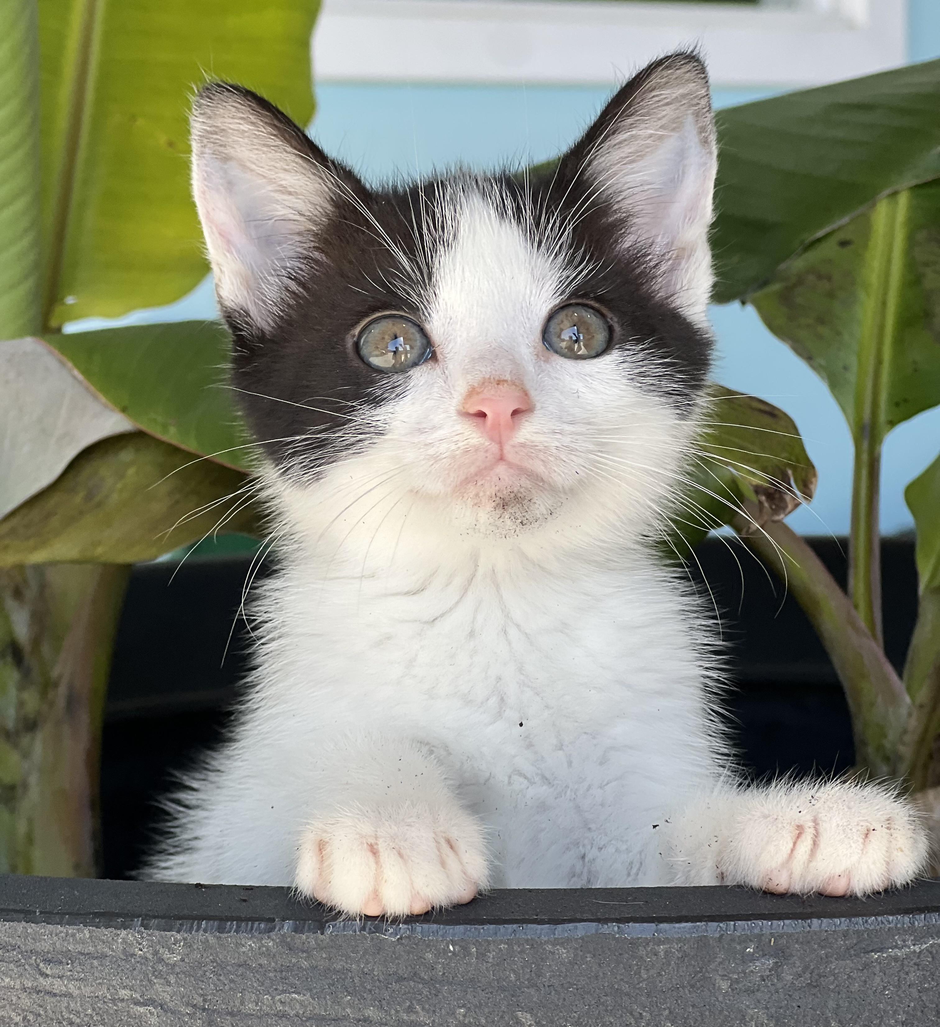Enlarge Jasper, a ADOPTABLE Domestic Short Hair in Mt Pleasant, SC image 6/6