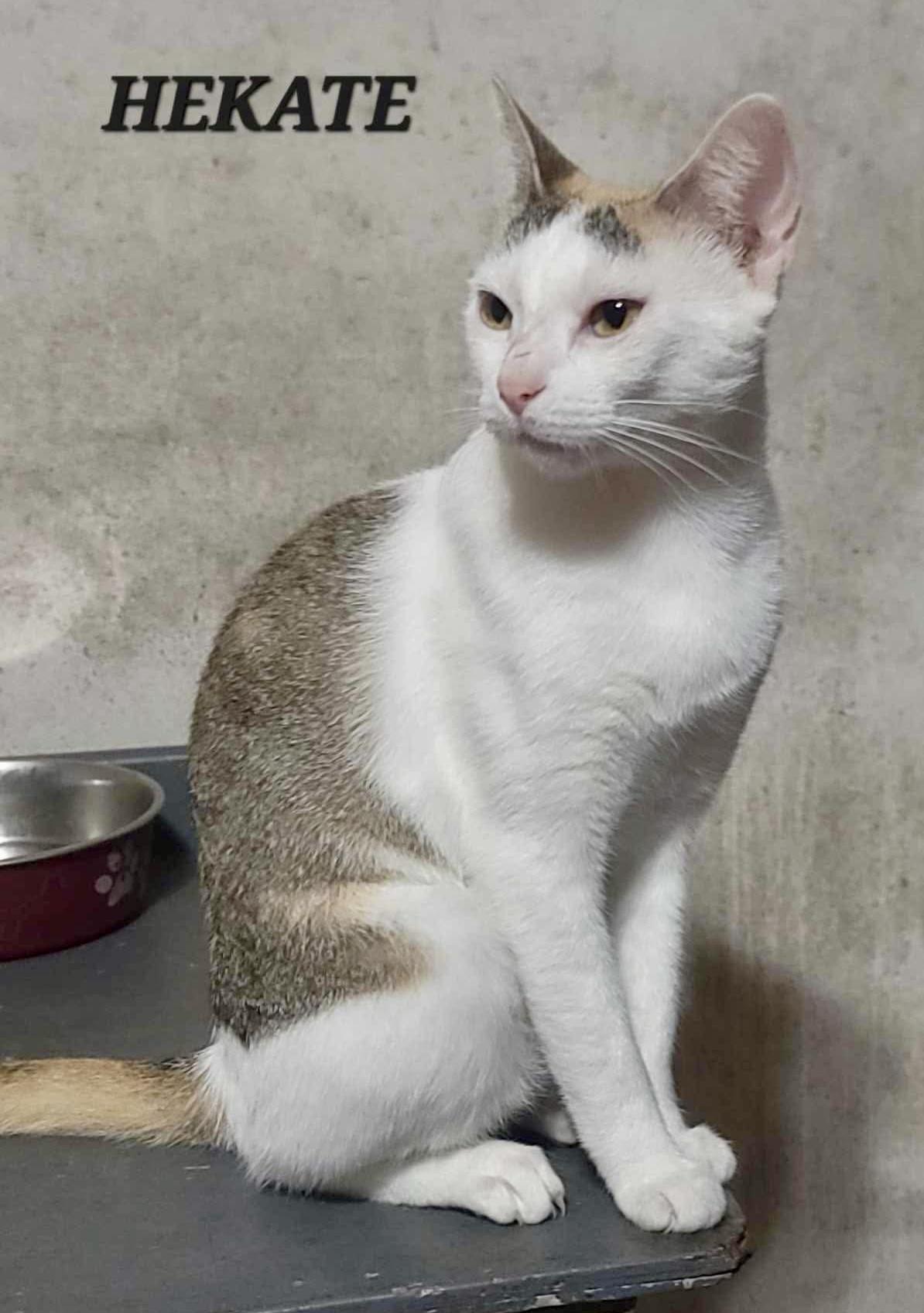 Enlarge Hekate, a Adoptable Domestic Short Hair in Maple Grove, MN image 2/4