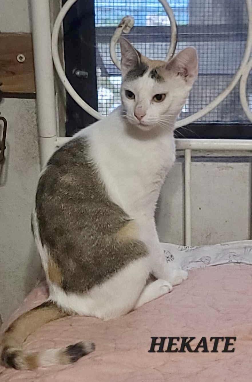 Enlarge Hekate, a Adoptable Domestic Short Hair in Maple Grove, MN image 1/4