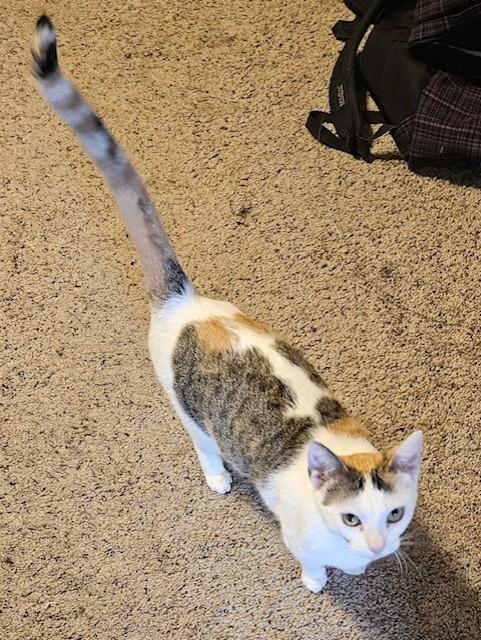 Enlarge Hekate, a Adoptable Domestic Short Hair in Maple Grove, MN image 4/4
