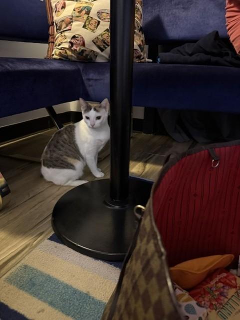 Enlarge Hekate, a Adoptable Domestic Short Hair in Maple Grove, MN image 3/4