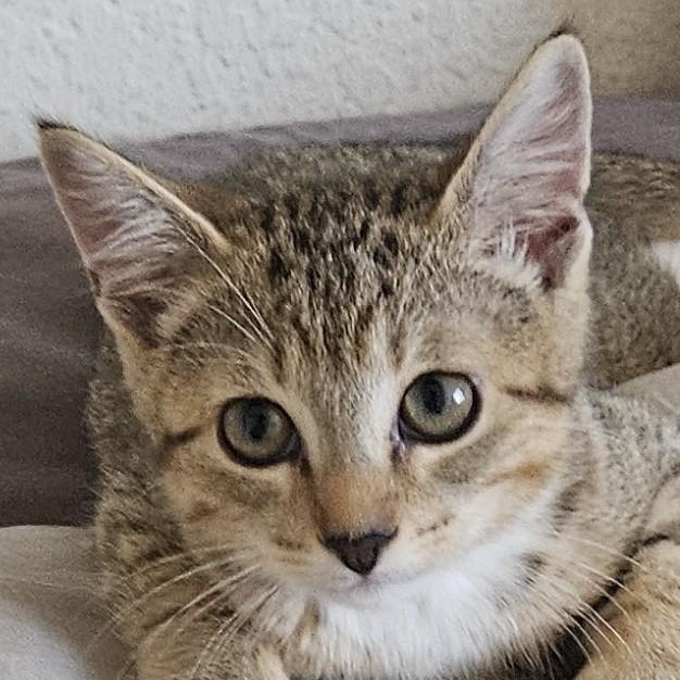 Diego is an energetic kitten with a lot to say The majority of the time he seeks one thing attenti