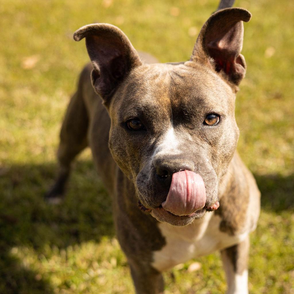 Enlarge Helen 07-2648, a Adoptable Pit Bull Terrier in Tyrone, GA image 1/6