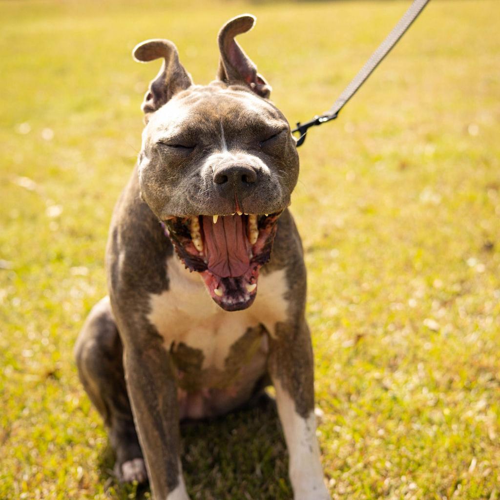 Enlarge Helen 07-2648, a Adoptable Pit Bull Terrier in Tyrone, GA image 2/6