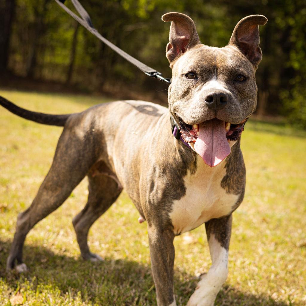 Enlarge Helen 07-2648, a Adoptable Pit Bull Terrier in Tyrone, GA image 3/6