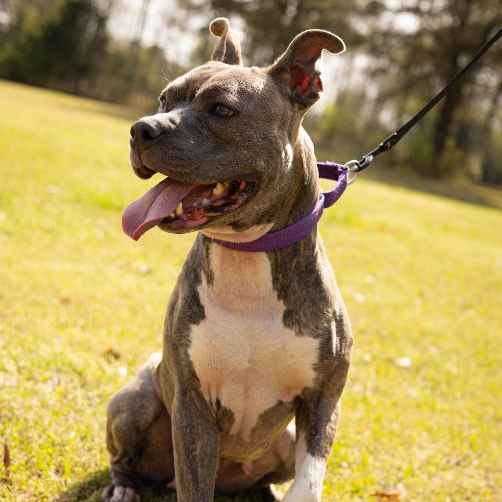 Enlarge Helen 07-2648, a Adoptable Pit Bull Terrier in Tyrone, GA image 4/6