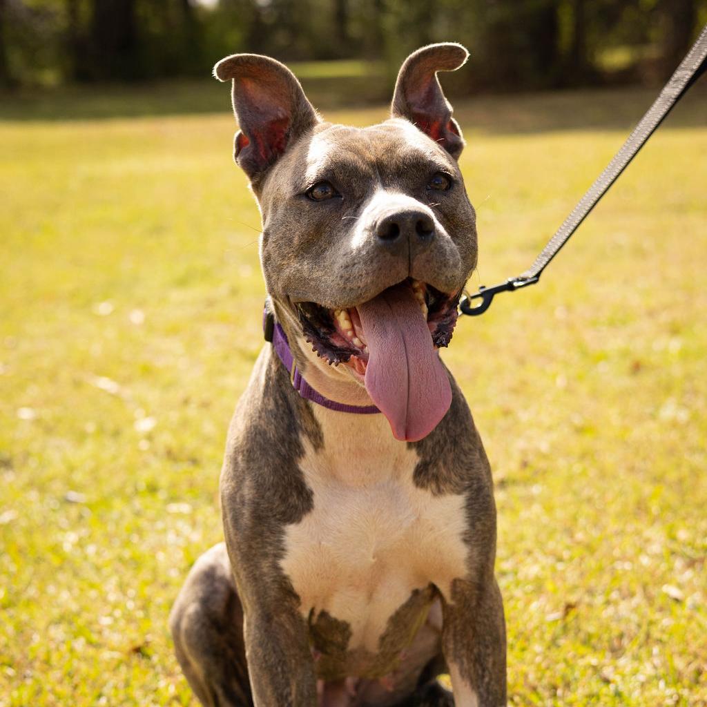 Enlarge Helen 07-2648, a Adoptable Pit Bull Terrier in Tyrone, GA image 5/6