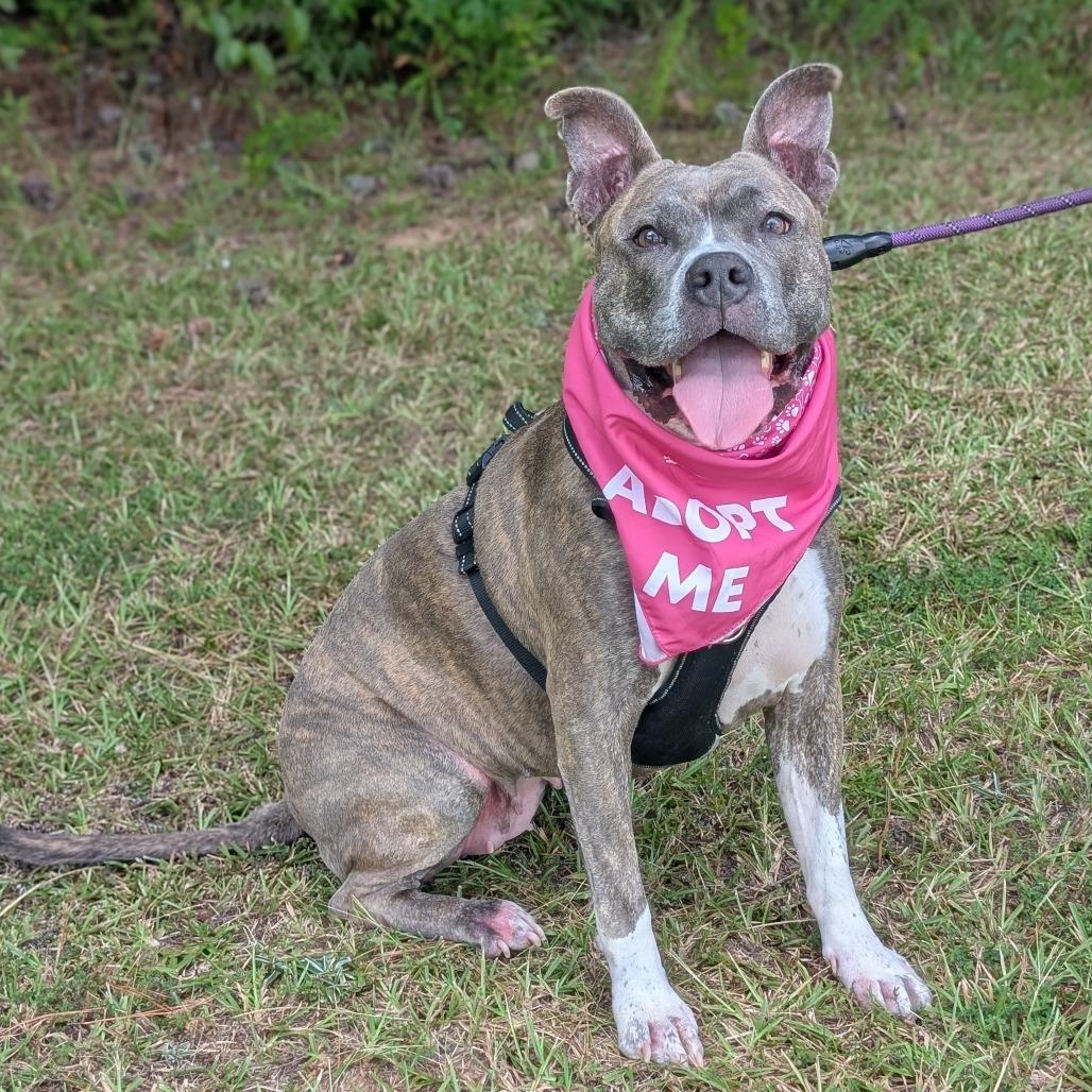 Enlarge Helen 07-2648, a Adoptable Pit Bull Terrier in Tyrone, GA image 6/6