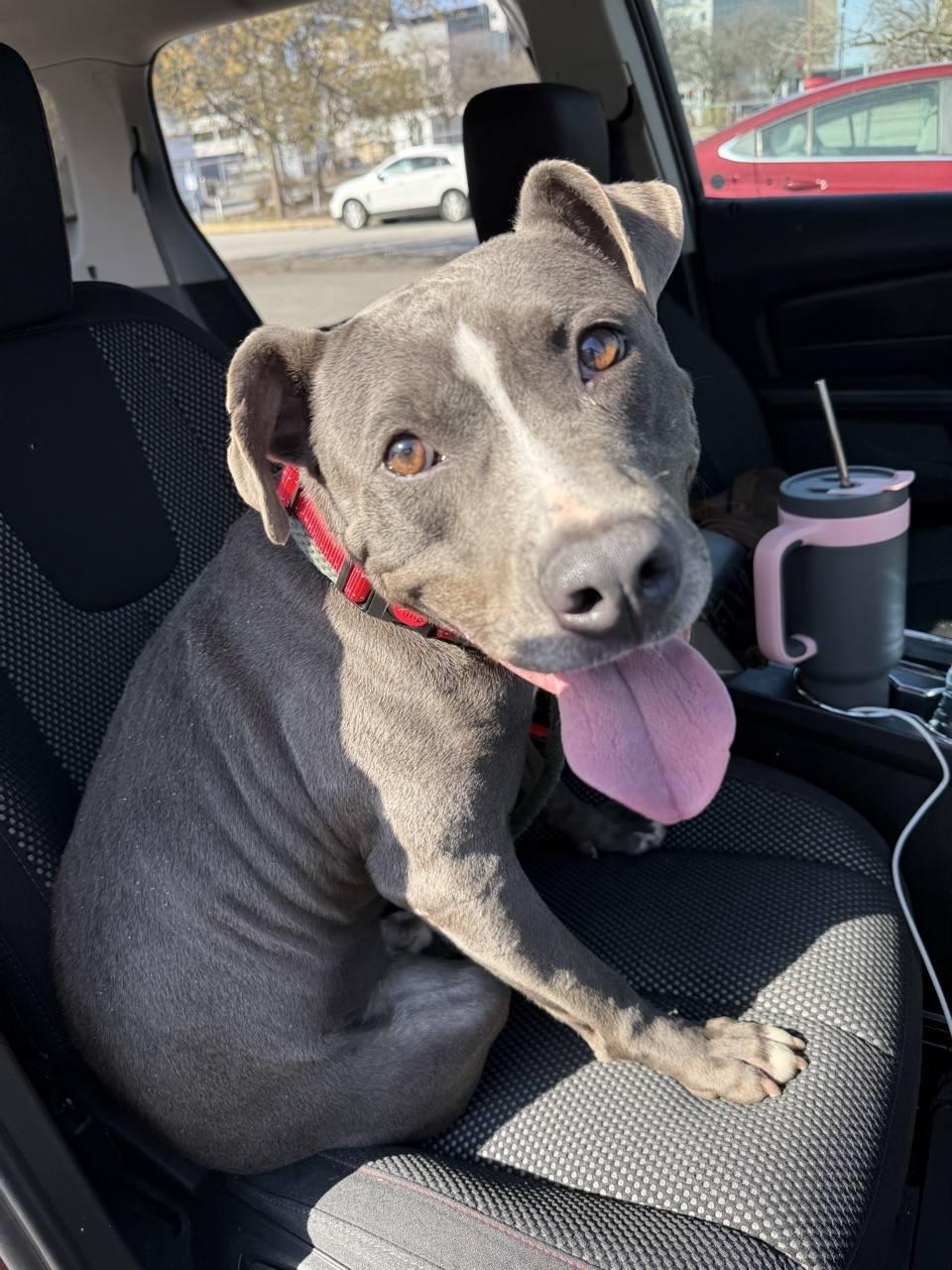 Holden aka Harlan, Adoptable, Young Male Pit Bull Terrier.