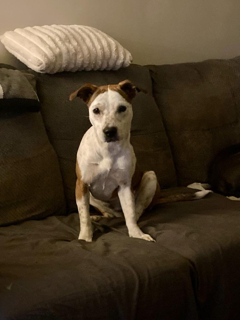 Ollie — thumbnail 2