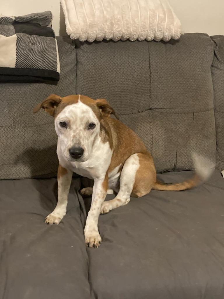 Ollie — thumbnail 3