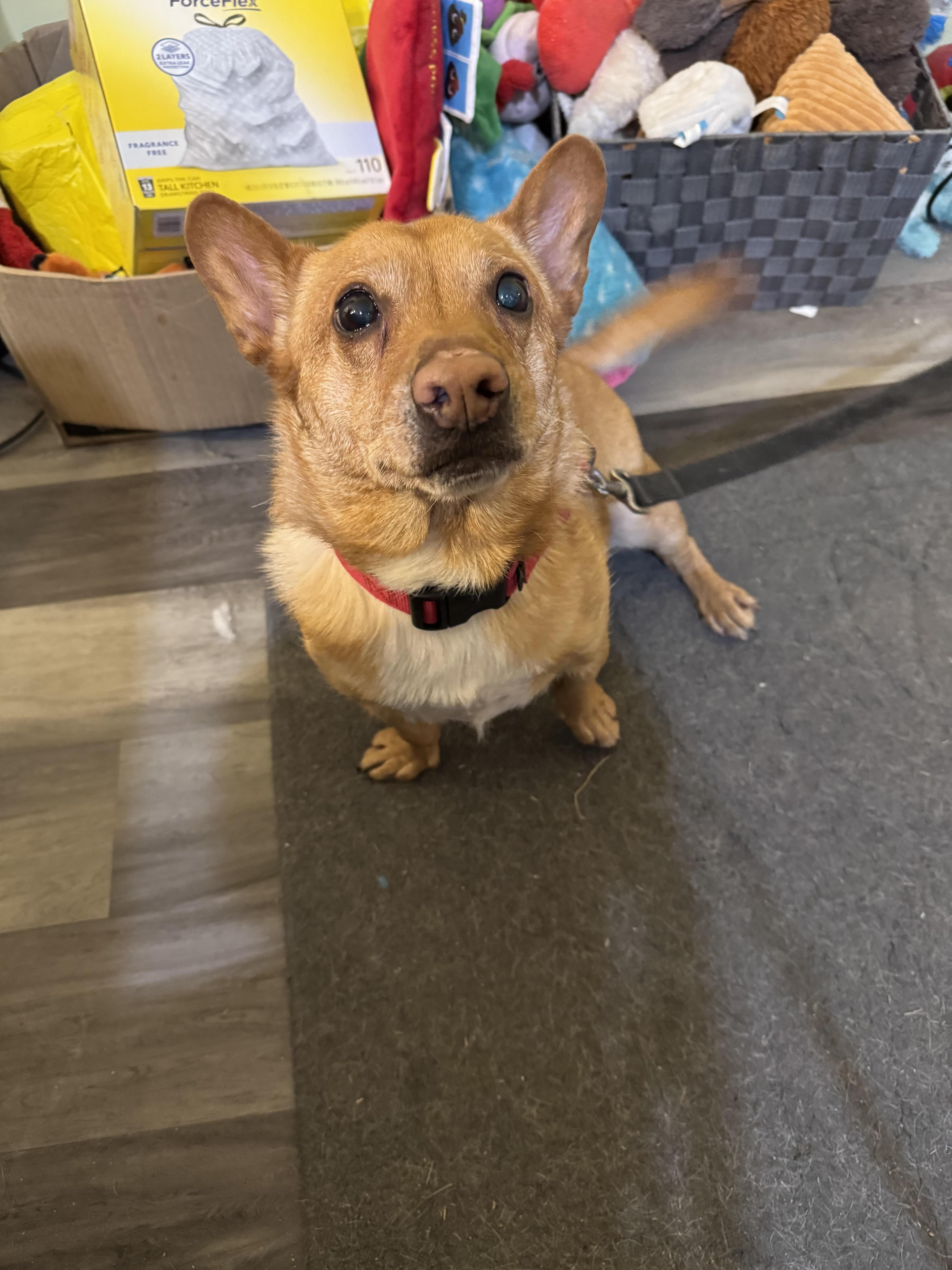 Tod, a Adoptable mixed breed in Baltimore, MD image 2/5