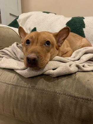 Enlarge Todd, a Adoptable mixed breed in Baltimore, MD image 2/3