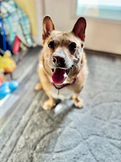 Tod, Adoptable, Adult Male Chihuahua & Shetland Sheepdog / Sheltie.