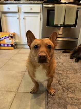 Enlarge Todd, a Adoptable mixed breed in Baltimore, MD image 3/3