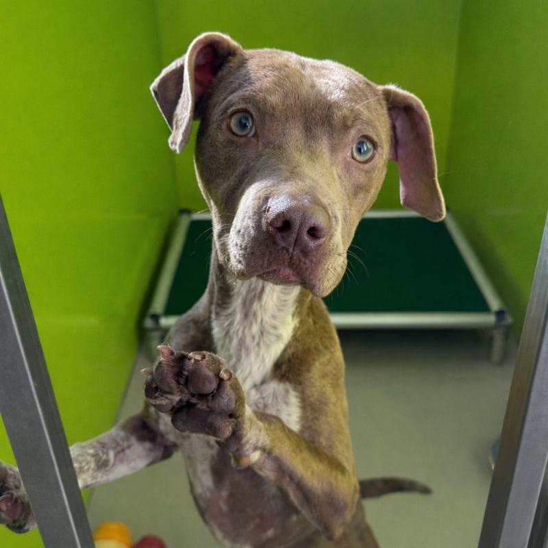 Enlarge Matilda, a Adoptable mixed breed in Redwood Falls, MN image 1/1