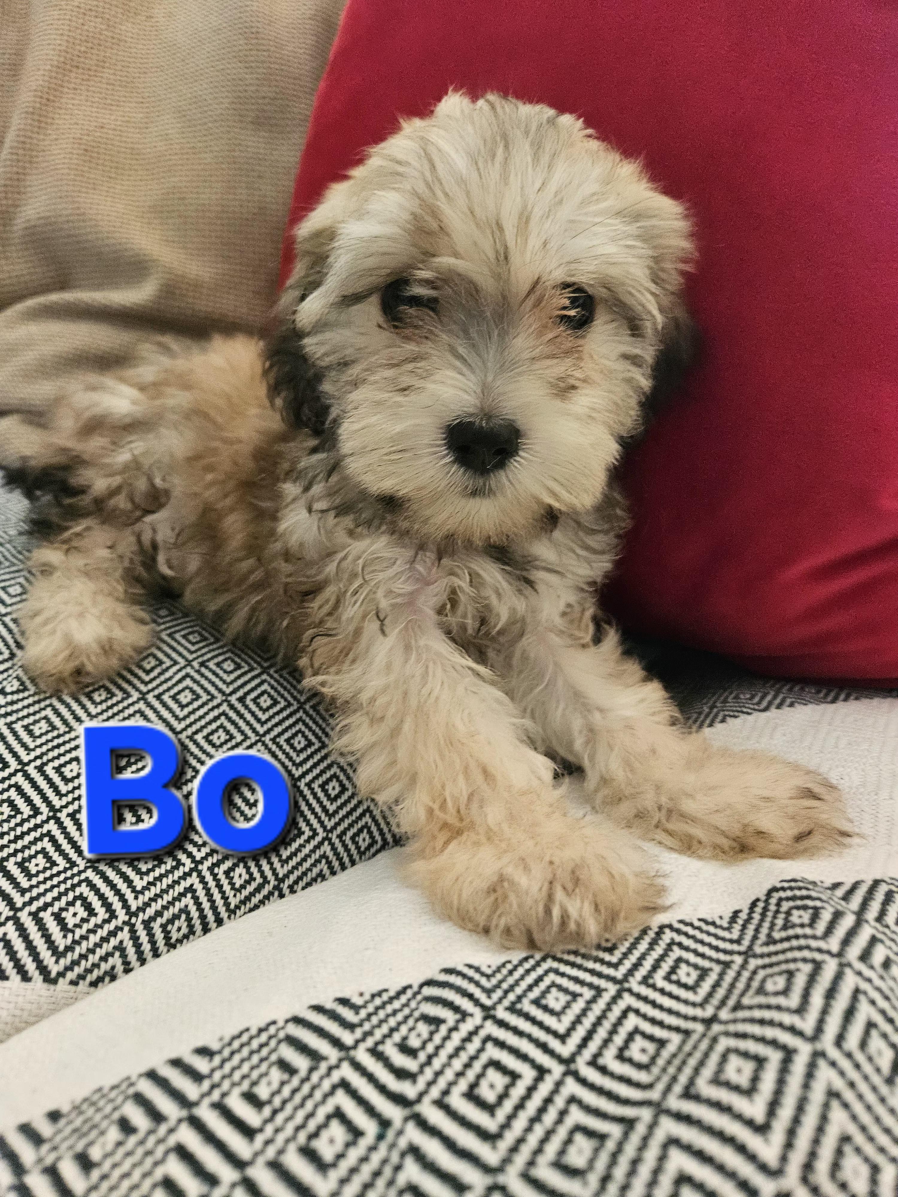 Bo, Adoptable, Puppy Male Maltipoo.