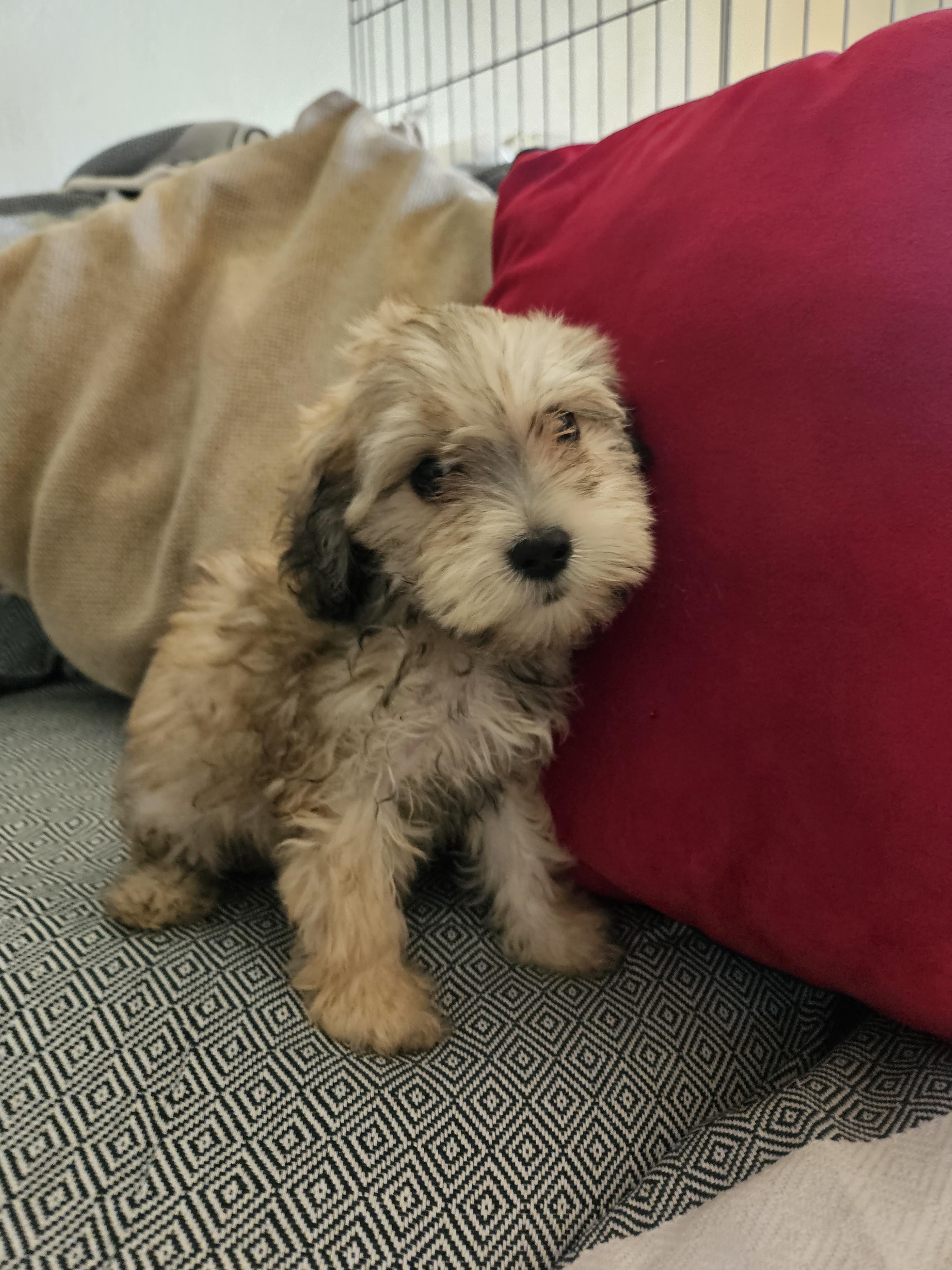 Enlarge Bo, a Adoptable mixed breed in Los Angeles, CA image 3/4