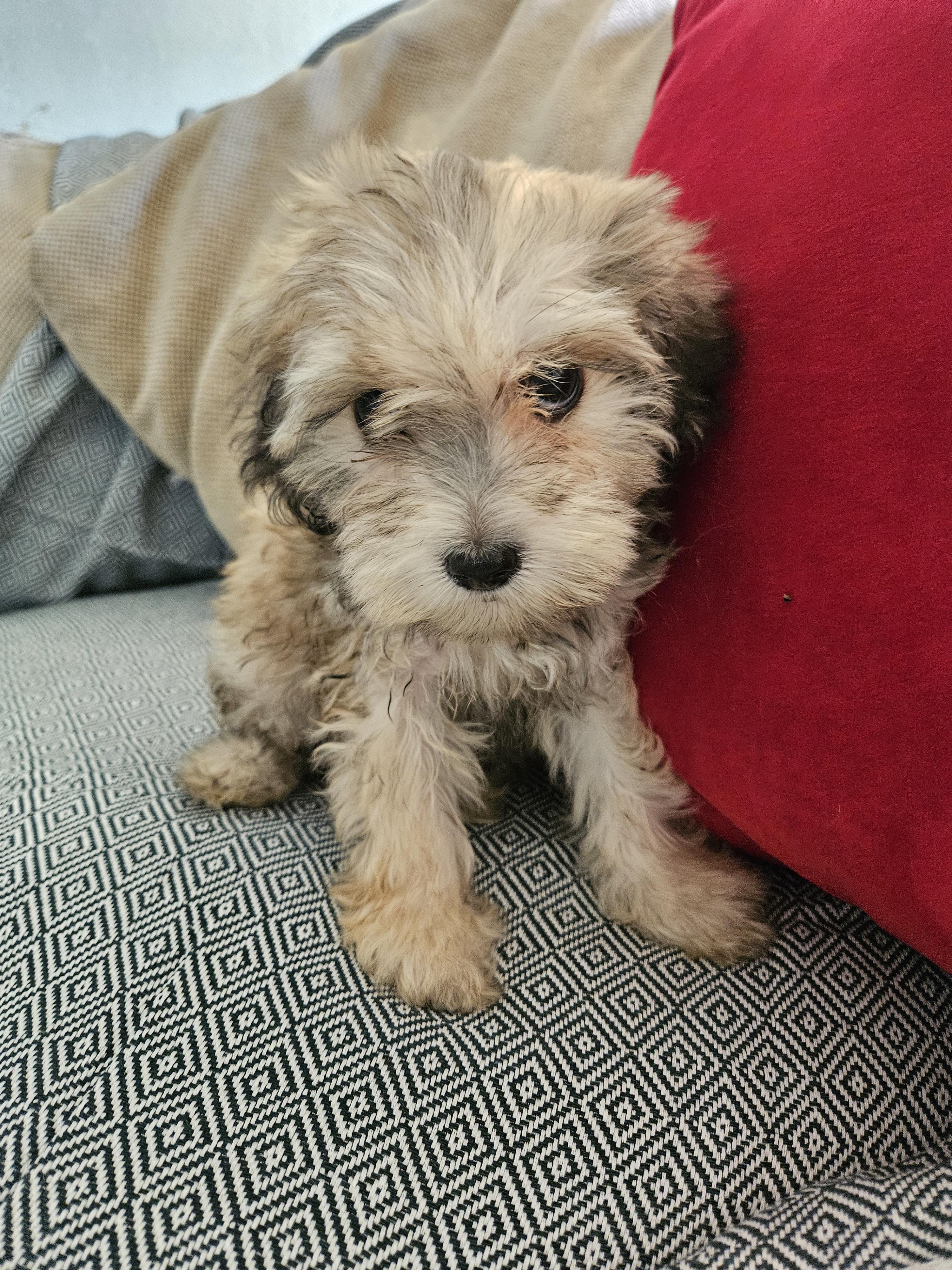 Enlarge Bo, a Adoptable mixed breed in Los Angeles, CA image 2/4