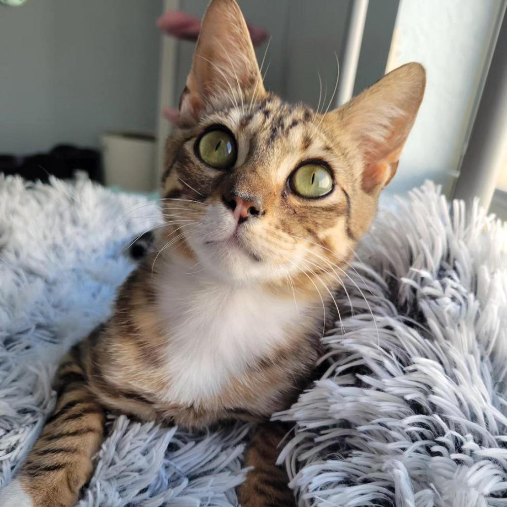 Enlarge Charlie, a Adoptable Domestic Short Hair in Lutz, FL image 2/4