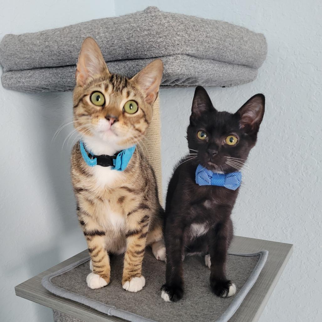 Enlarge Charlie, a Adoptable Domestic Short Hair in Lutz, FL image 3/4