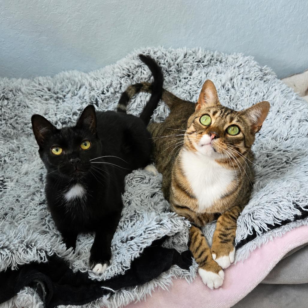 Enlarge Charlie, a Adoptable Domestic Short Hair in Lutz, FL image 3/6