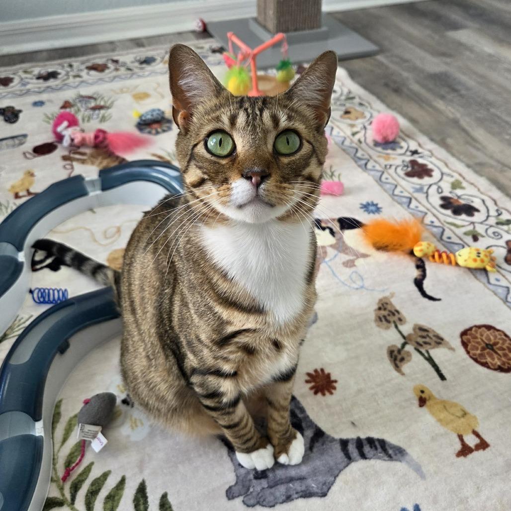 Enlarge Charlie, a Adoptable Domestic Short Hair in Lutz, FL image 4/4