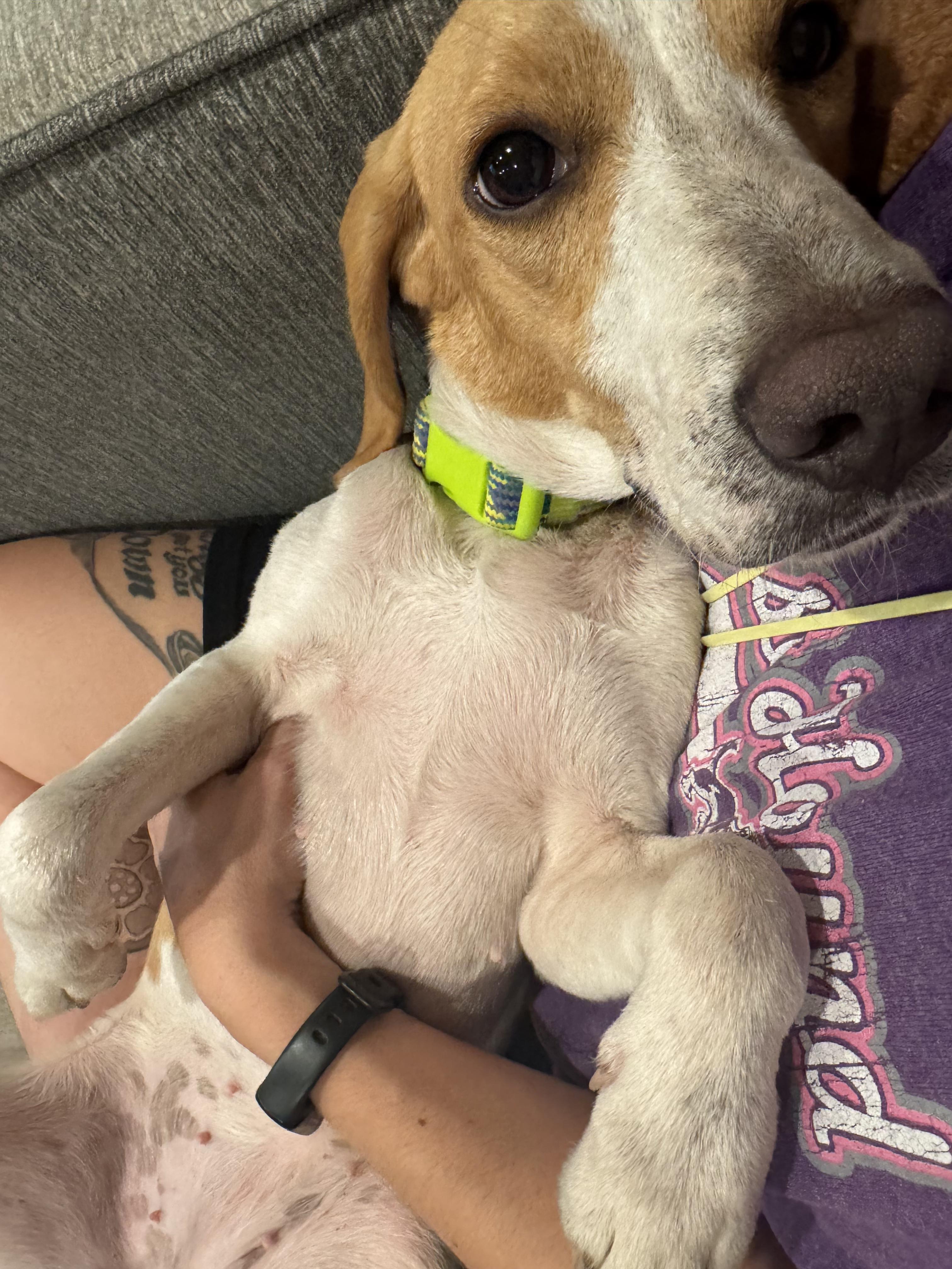 Enlarge Limoncella, a Adoptable Beagle in New Orleans, LA image 2/5