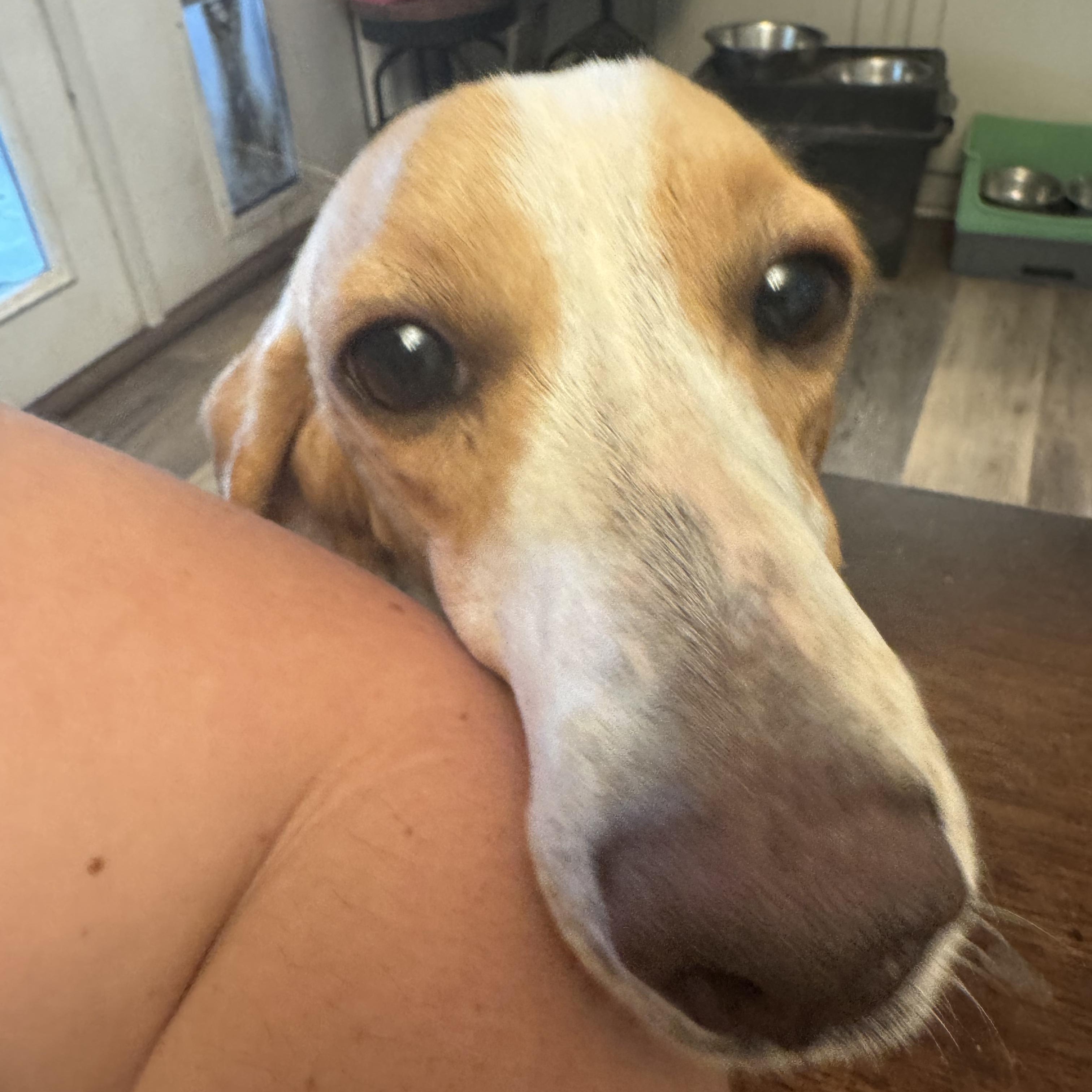 Enlarge Limoncella, a Adoptable Beagle in New Orleans, LA image 3/5