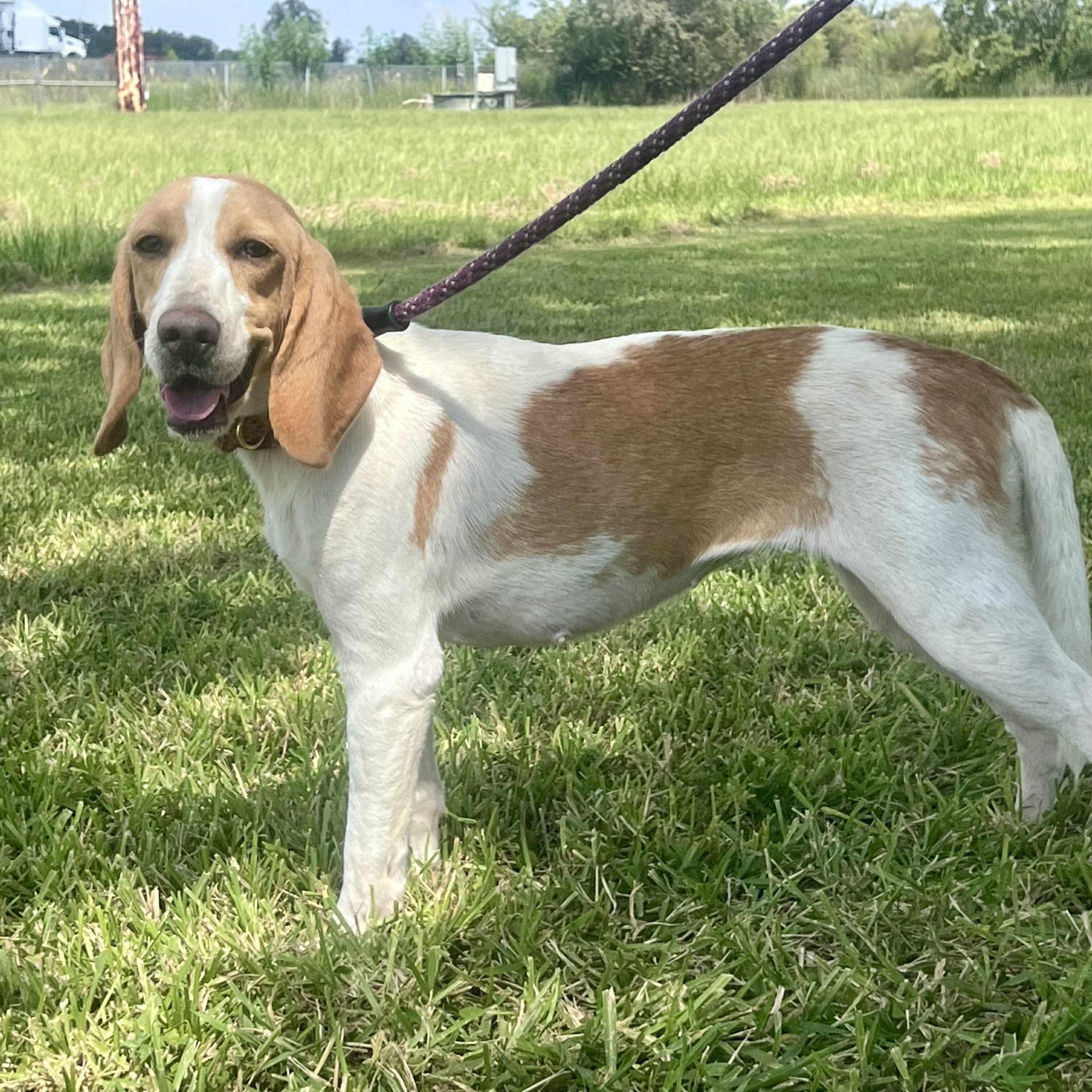 Limoncella, Adoptable, Adult Female Beagle.