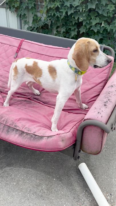 Enlarge Limoncella, a Adoptable Beagle in New Orleans, LA video 5/5