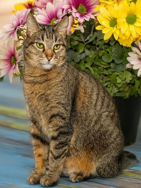 Enlarge JANESSA, a Adoptable mixed breed in Cookeville, TN image 1/1