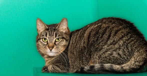 JANESSA, Adoptable, Adult Female Domestic Short Hair & Domestic Short Hair.