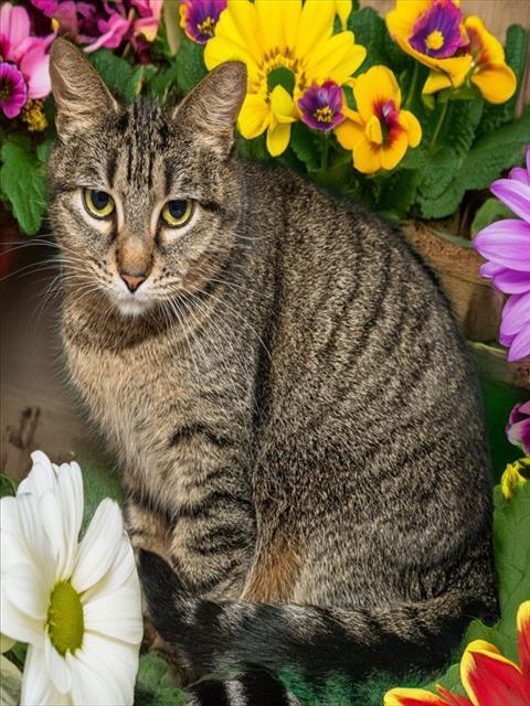 Enlarge JANESSA, a Adoptable mixed breed in Cookeville, TN image 1/1