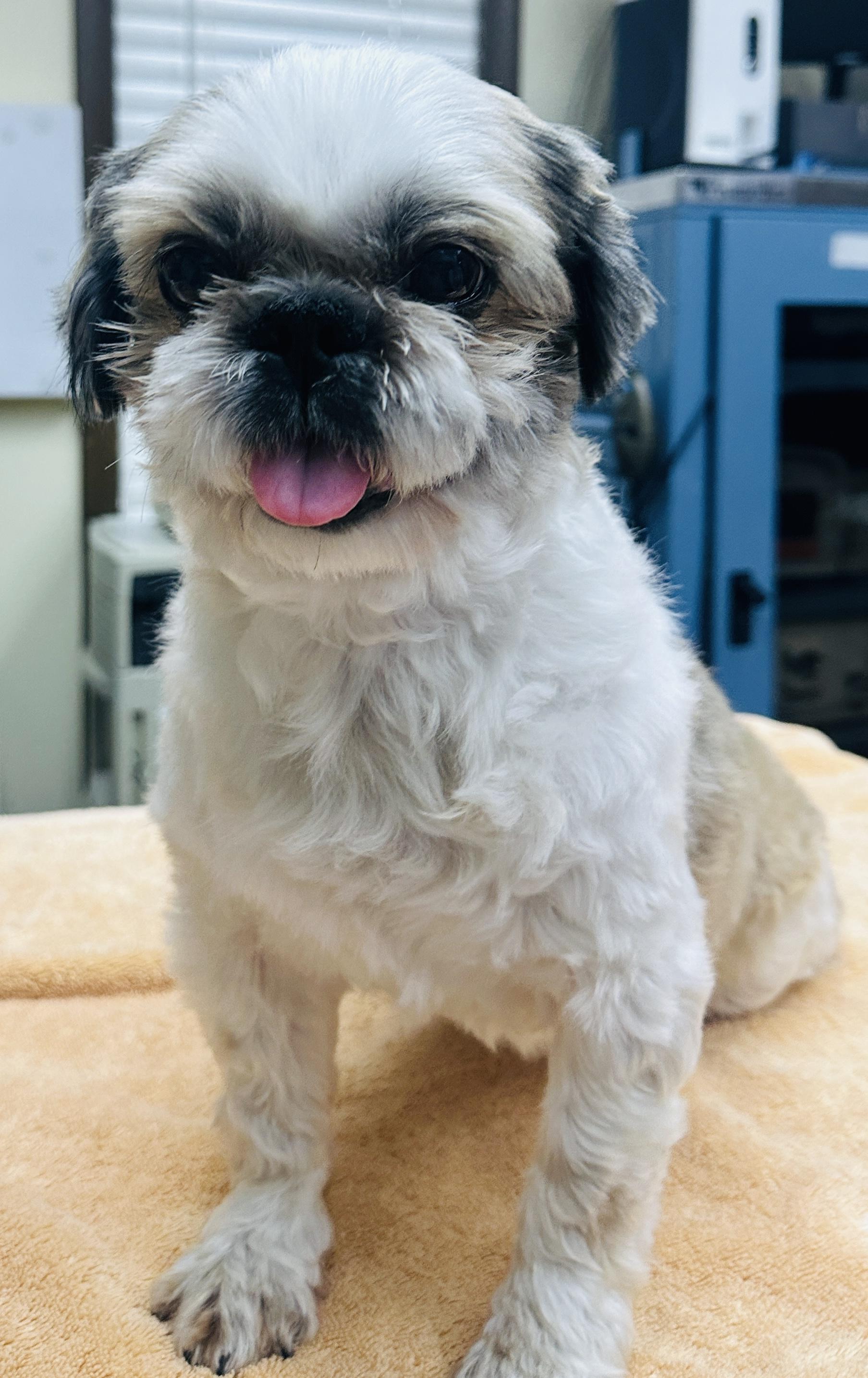 Coolie, adopted, Adult Male Shih Tzu.