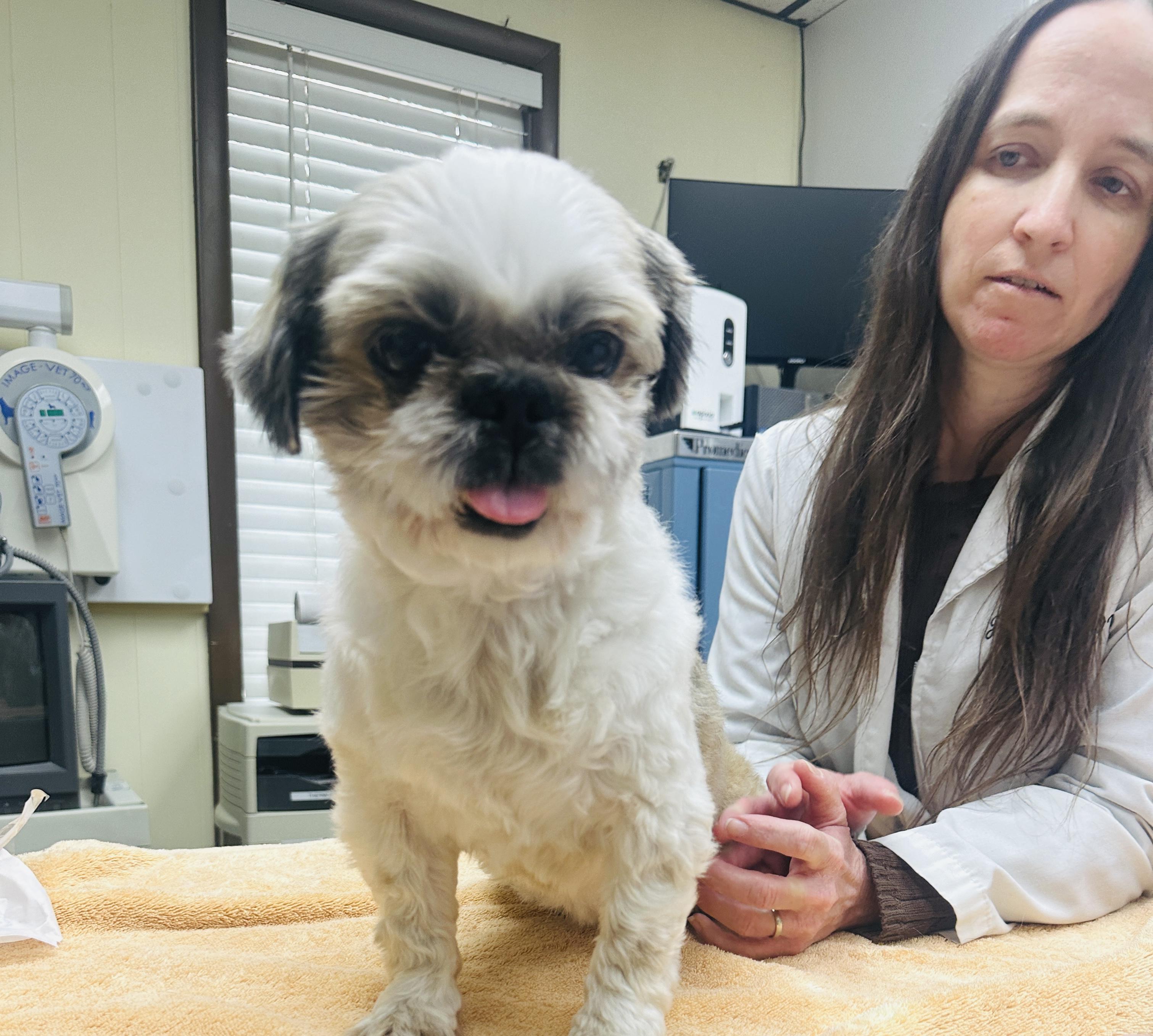 Enlarge Coolie, an adopted Shih Tzu in Franklin, TN image 2/3