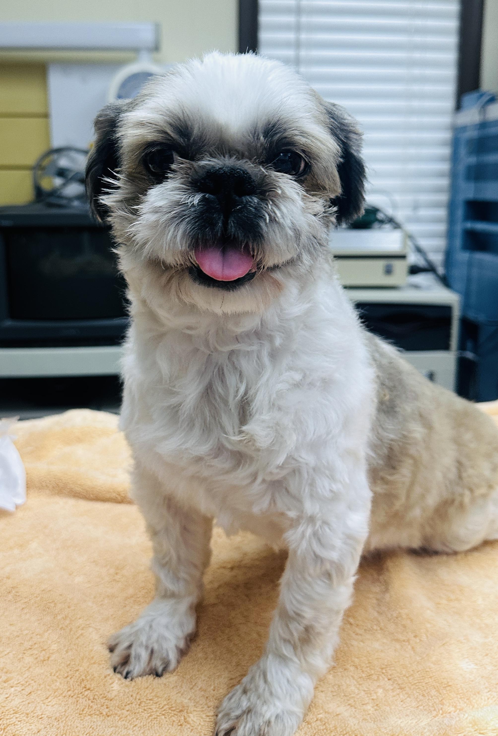 Enlarge Coolie, an adopted Shih Tzu in Franklin, TN image 3/3