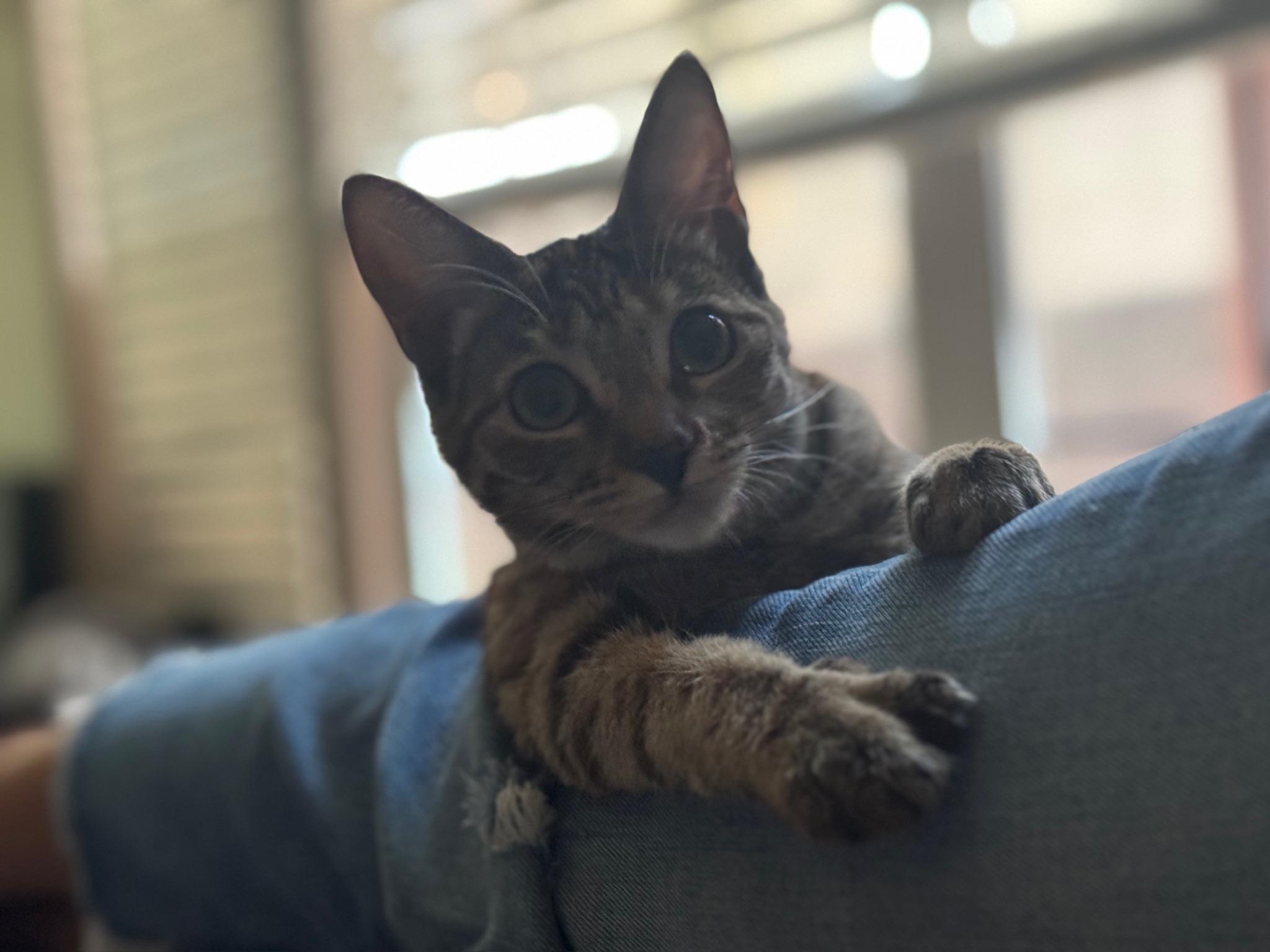 Enlarge Willow, a Adoptable Torbie in Visalia, CA image 3/4