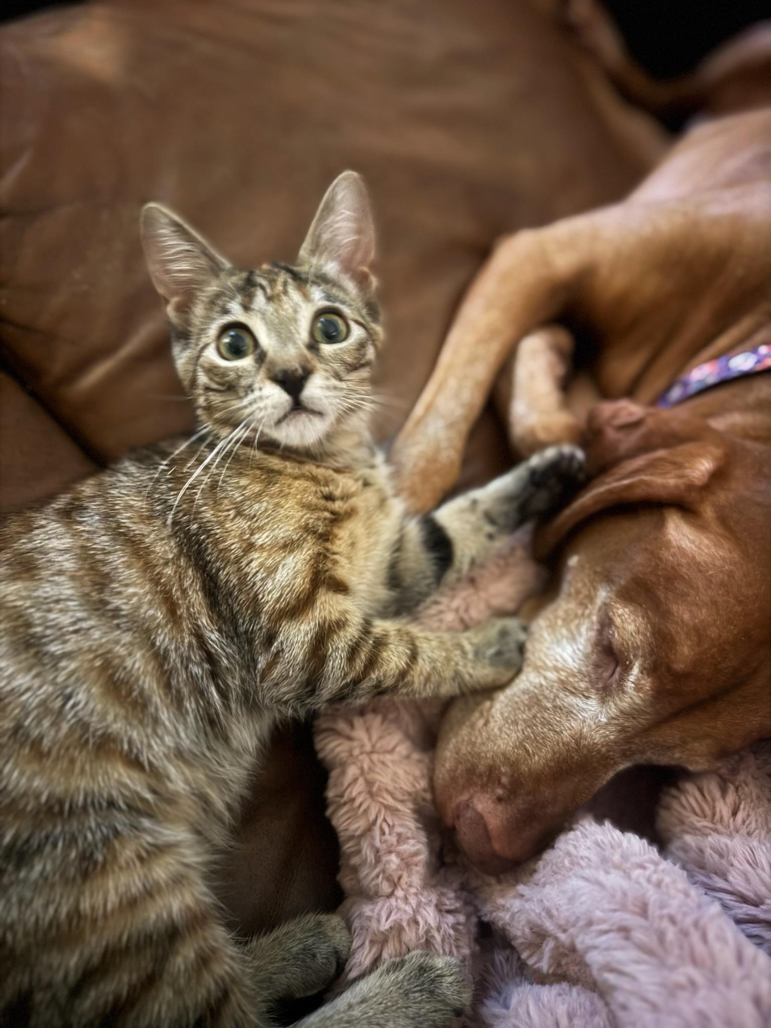 Enlarge Willow, a Adoptable Torbie in Visalia, CA image 4/4
