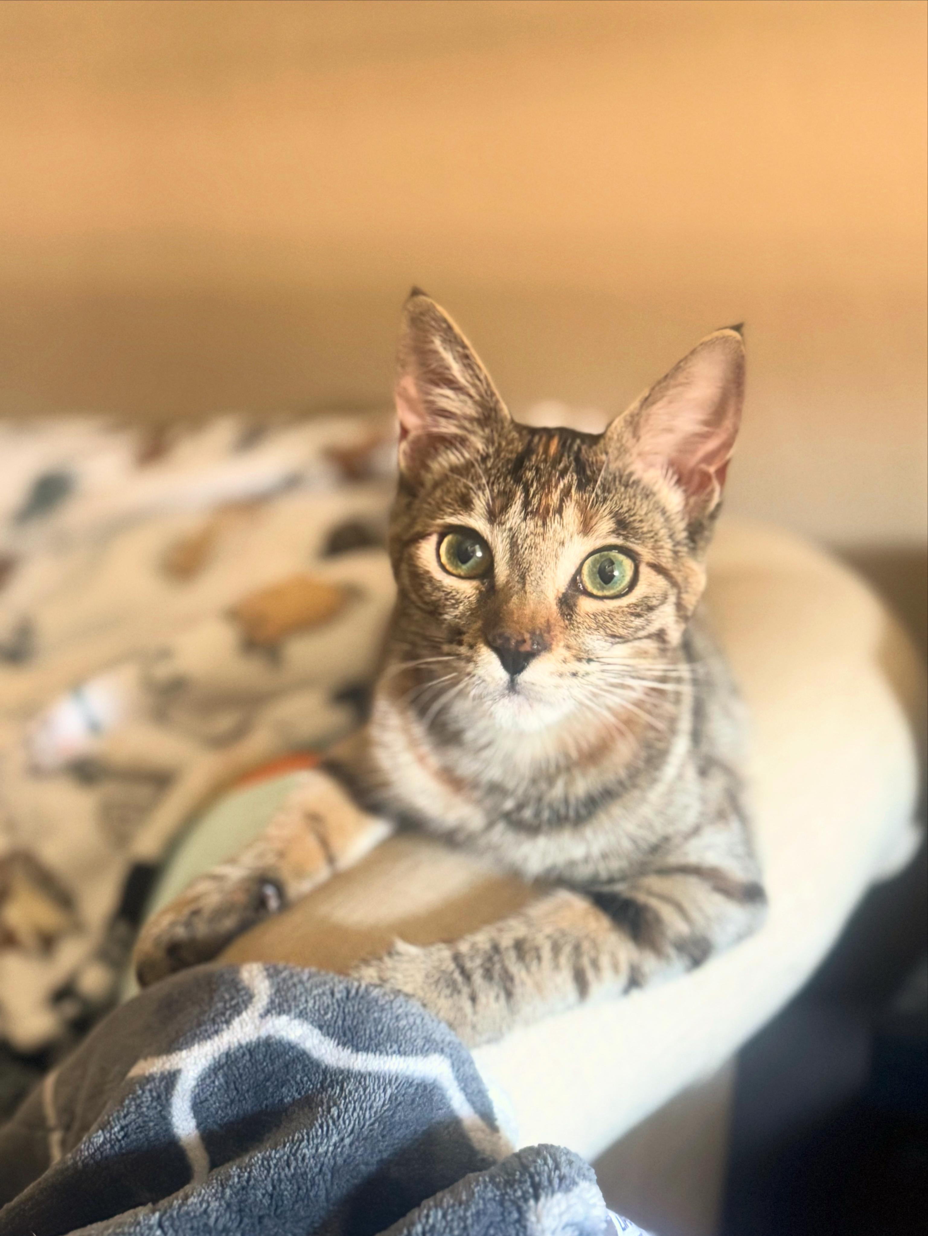 Enlarge Willow, a Adoptable Torbie in Visalia, CA image 1/4