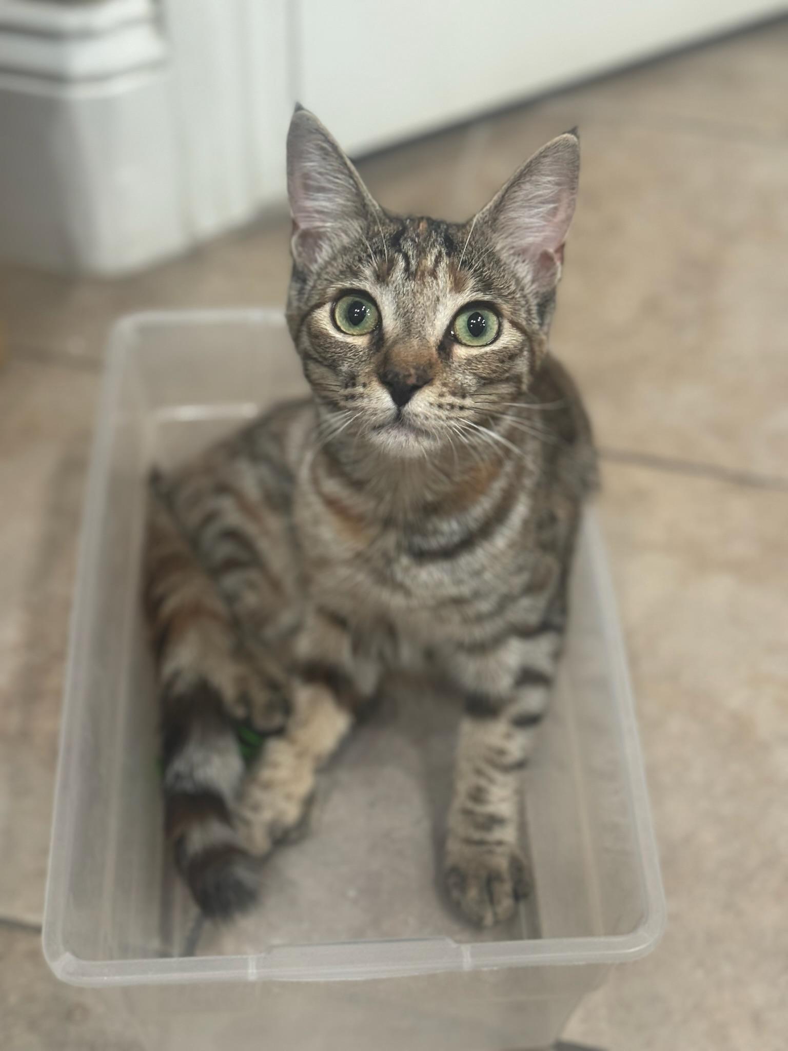 Enlarge Willow, a Adoptable Torbie in Visalia, CA image 2/4