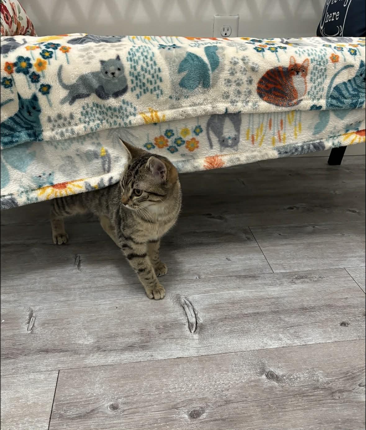 Enlarge Maeve, a ADOPTABLE American Shorthair in Barboursville, WV image 2/2