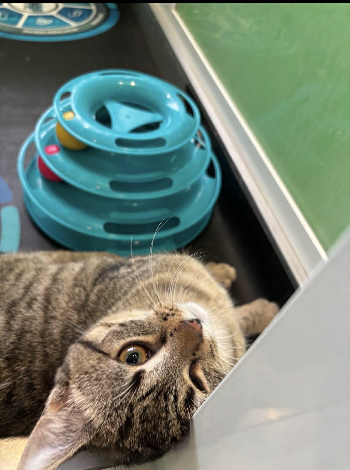 Maeve, ADOPTABLE, Young Female American Shorthair.