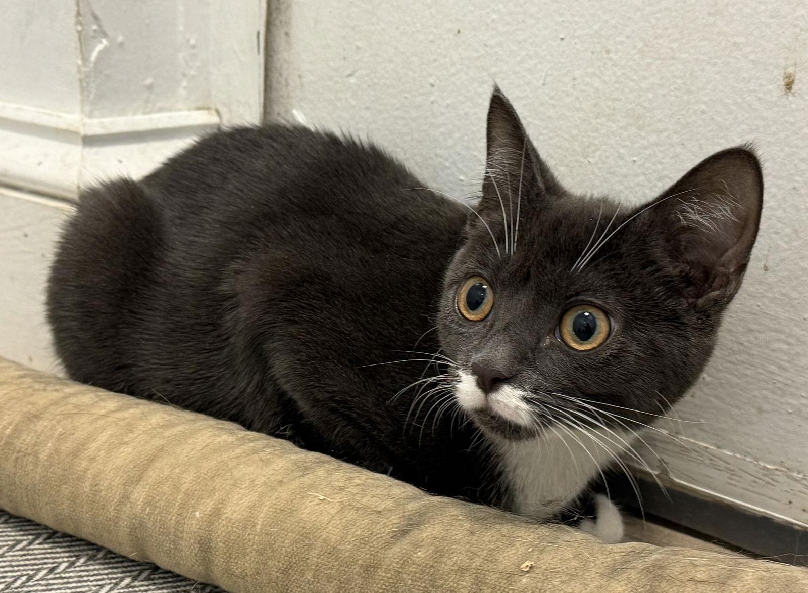 Jackie (kitten bonded w/Chris), Adoptable, Young Female Domestic Short Hair.