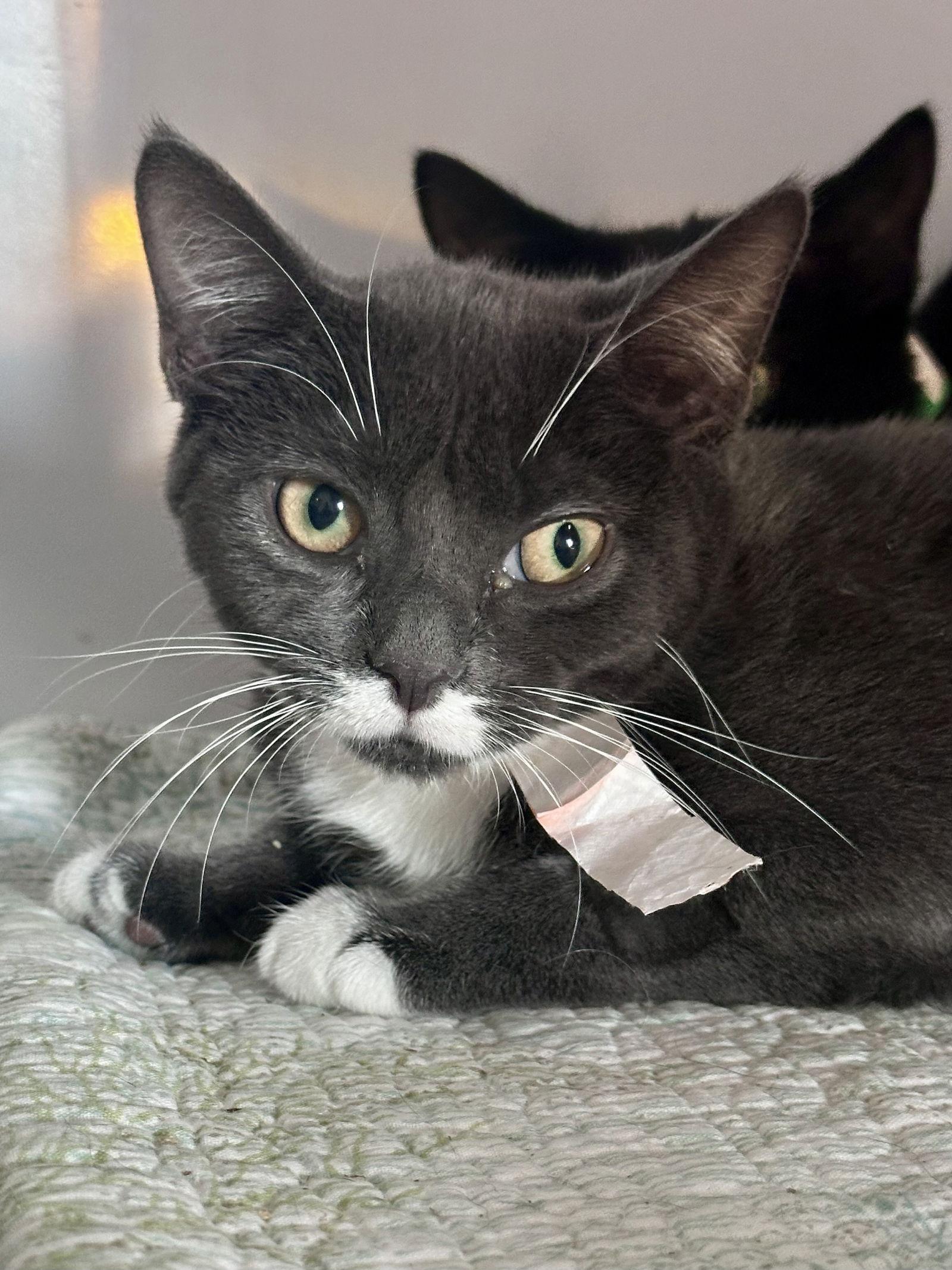 Enlarge Jackie (kitten bonded w/Chris), a Adoptable Domestic Short Hair in Alexandria, VA image 2/2