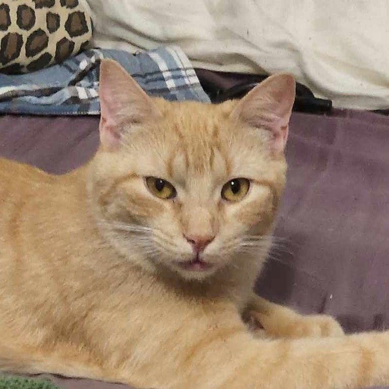 Rogan, Adoptable, Young Male Domestic Short Hair.