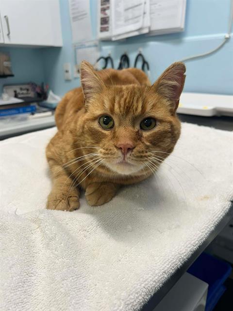 TOPAZ, Adoptable, Adult Male Domestic Short Hair.