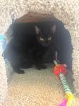 Cooper, Adoptable, Young Male Domestic Short Hair.
