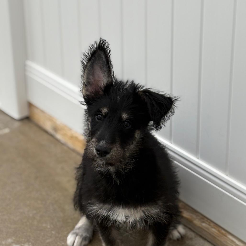 Icicle, adoptable, Puppy Female Mixed Breed.