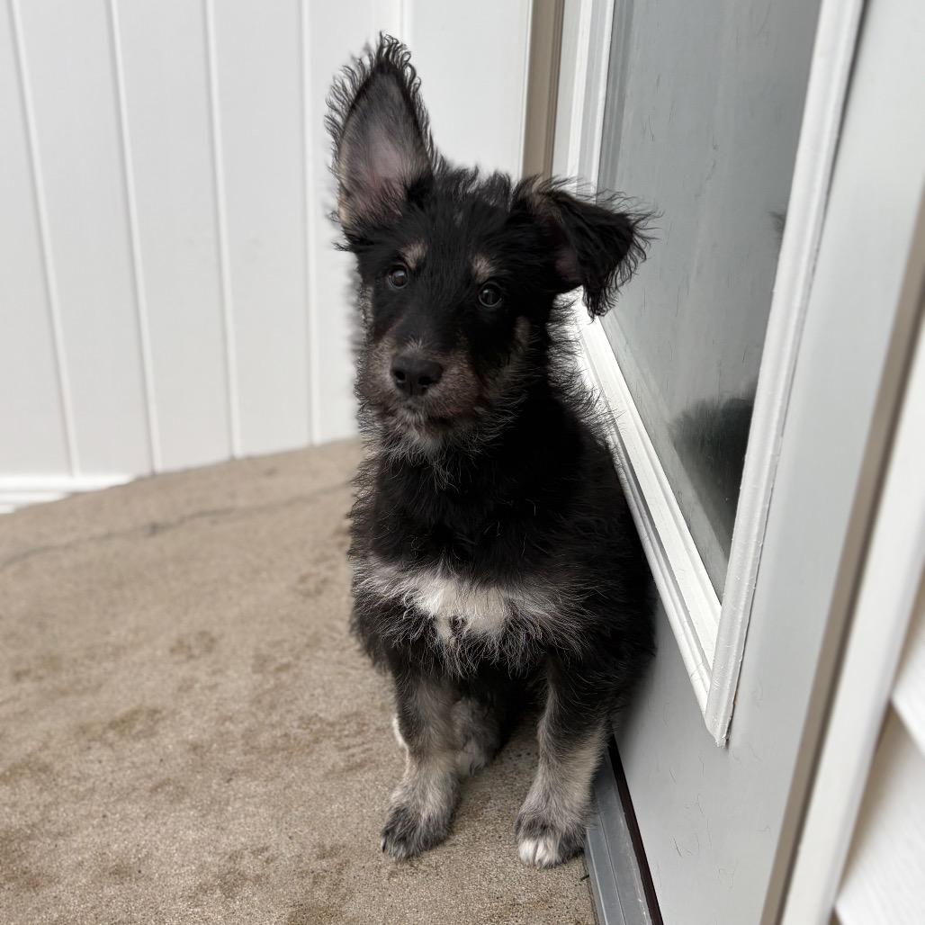 Icicle, an adoptable Mixed Breed in Fenton, MI image 2/3